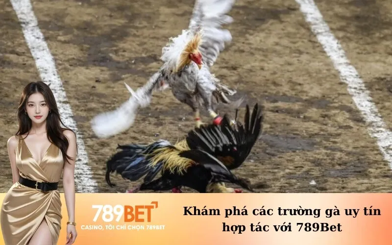 Khám phá các trường gà uy tín hợp tác với 789Bet