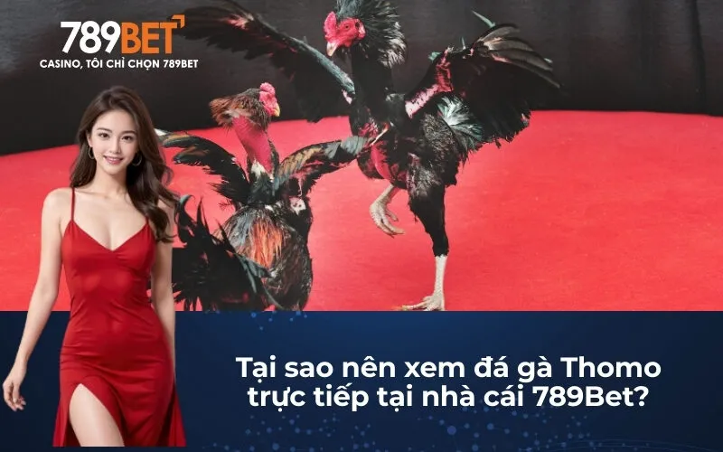 Tại sao nên xem đá gà Thomo trực tiếp tại nhà cái 789Bet?