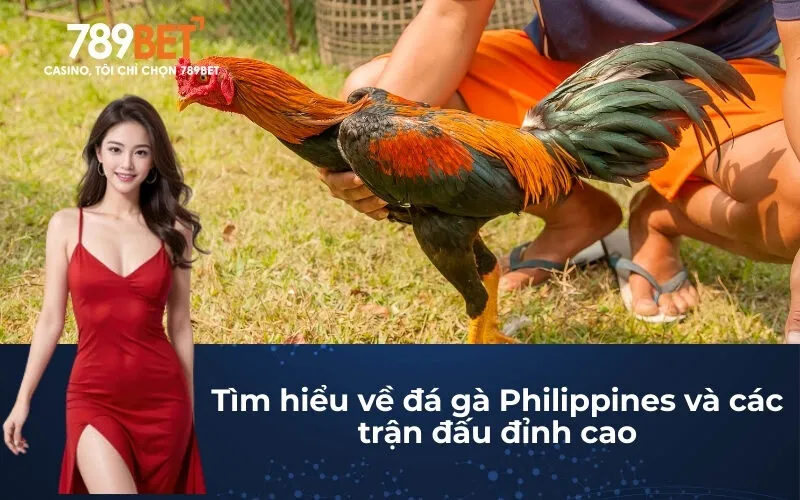 Tìm hiểu về đá gà Philippines và các trận đấu đỉnh cao